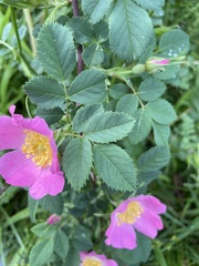 Rosa