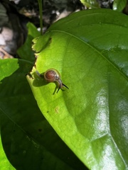 Kororia palaensis