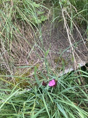 Dianthus