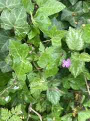 Geranium