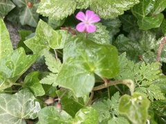 Geranium