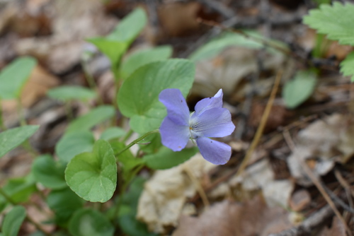 Image of Viola sacchalinensis by (c) Repina Tatyana, some rights reserved (CC BY)