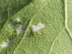 Colomerus vitis