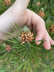 Pinus
