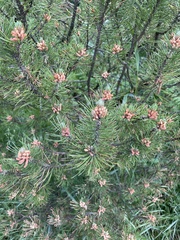 Pinus