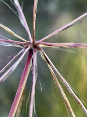 Enteropogon acicularis