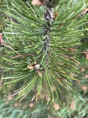Pinus