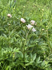 Paeonia