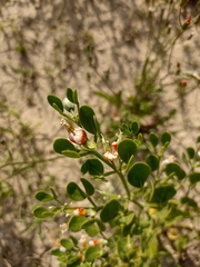 Zygophyllum fabago