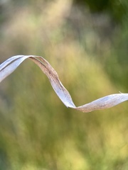 Enteropogon acicularis