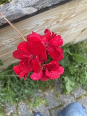 Pelargonium