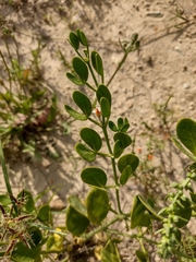 Zygophyllum fabago