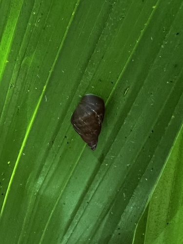 Palaopartula thetis observed 2022-05-15