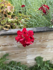 Pelargonium