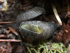 Hemphillia dromedarius