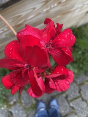 Pelargonium