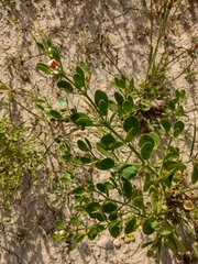 Zygophyllum fabago