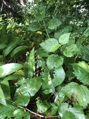 Allium ursinum