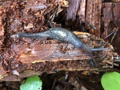 Hemphillia dromedarius