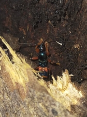 Ectomocoris