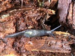 Hemphillia dromedarius