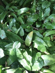 Allium ursinum