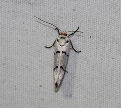 Enaemia atrolinea