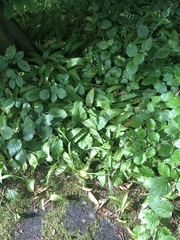 Allium ursinum