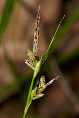 Carex globosa