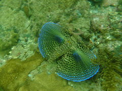 Dactylopterus volitans