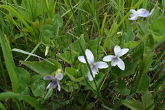 Viola acuminata