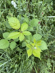 Rubus