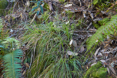 Carex globosa