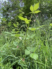 Rubus