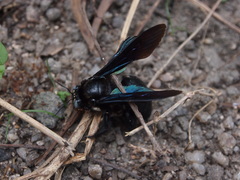 Biluna