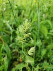 Dactylis glomerata