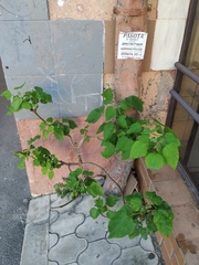 Catalpa bignonioides