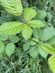 Rubus
