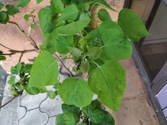 Catalpa bignonioides