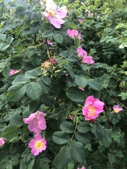 Rosa pendulina