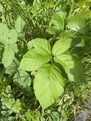 Rubus