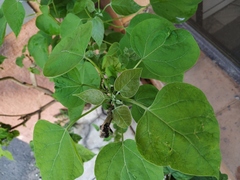 Catalpa bignonioides