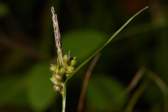 Carex globosa