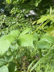 Rubus