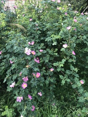 Rosa pendulina