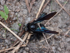 Biluna