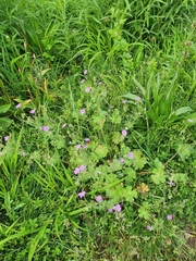 Geranium pyrenaicum