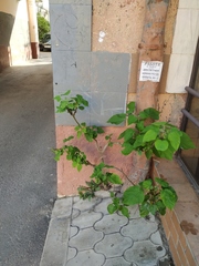 Catalpa bignonioides