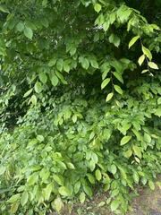 Carpinus