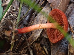 Cortinarius kula
